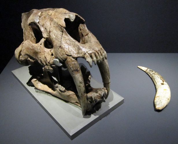 S. populator skull and syntype canine from Lund’s collection, Zoological Museum, Copenhagen. Author: FunkMonk