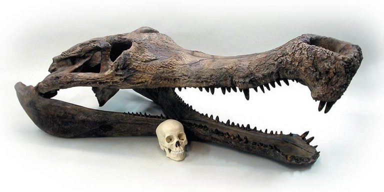 Sarcosuchus – SuperCroc