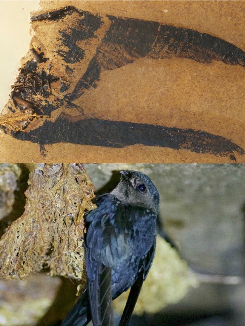 Scaniacypselus fossil (above) compared with its modern day equivalent, the Plume-toed Swiftlet. Credit: Fossil: Jakob Vinther and Fiann Smithwick. Photograph: Daniel Field