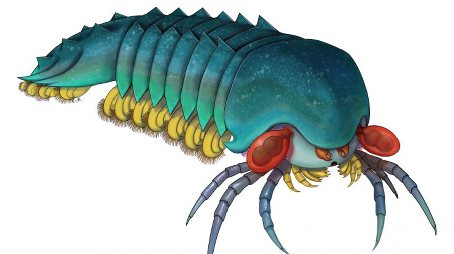 Illustration by Joanna Liang © Royal Ontario Museum