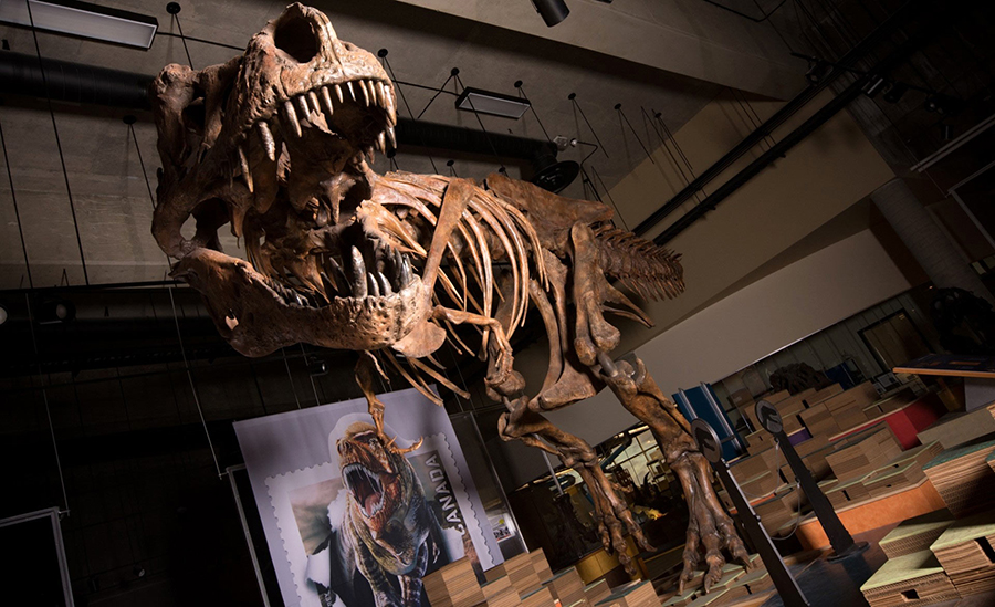 Scotty is the largest dinosaur skeleton ever found in Canada. Image credit: Amanda Kelley.
