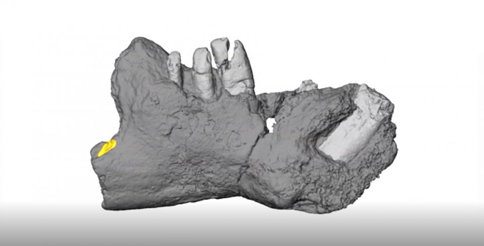 Side view of the lower jaw of Galulatherium jenkinsi, the most complete mammal yet know from the Cretaceous Period of the African continent, and named this week by researchers from Ohio University. Credit : Patrick O'Connor, Ohio University