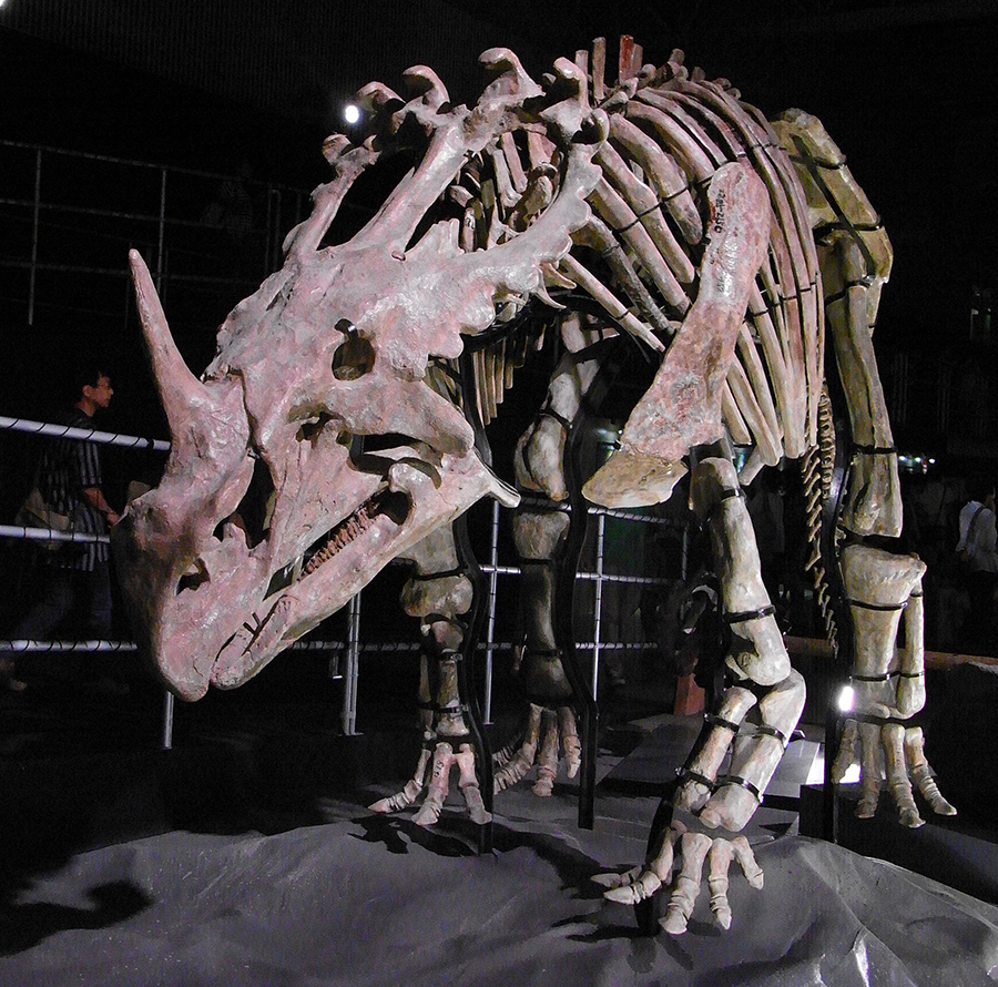 Sinoceratops skeleton
