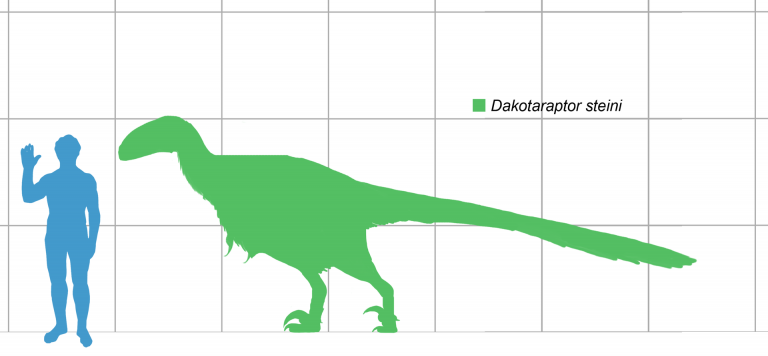 Size of Dakotaraptor steini (green) compared to a human. Author: Matthew Martyniuk