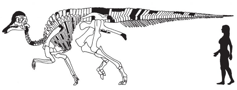 Skeletal reconstruction of Amurosaurus riabinini Bolotsky and Kurzanov, 1991. Black elements are not preserved in the available material. By Pascal Godefroit, Yuri L. Bolotsky, and Jimmy Van Itterbeeck