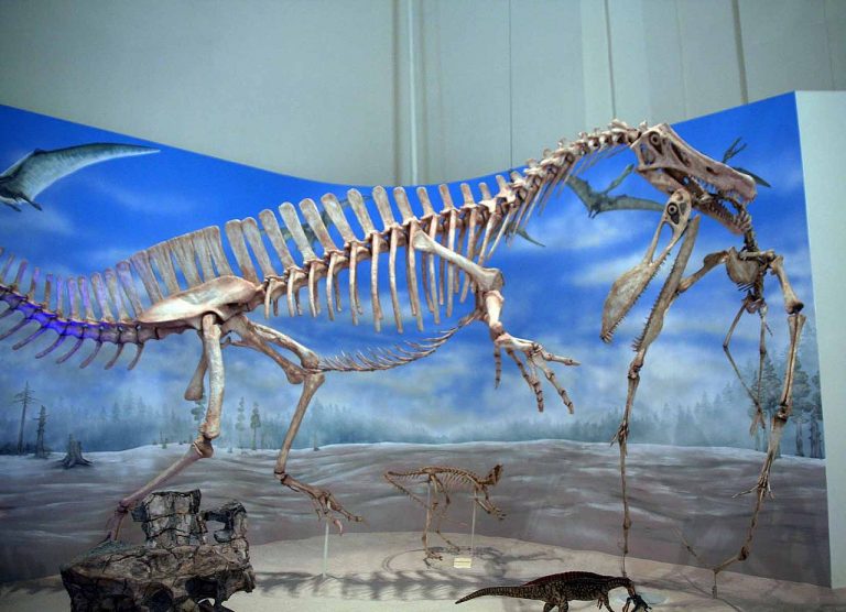 Skeleton mounted as attacking a pterosaur at Museu Nacional da Universidade Federal do Rio de Janeiro, na Quinta da Boa Vista, Rio de Janeiro, Brasil. Photo by Celso Abreu