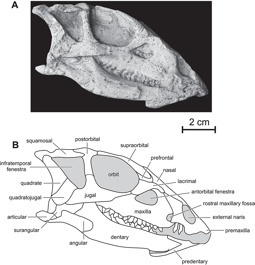 Skull of PMOL AD00114 in right lateral view. (A) Photograph; (B) line drawing. Credit: PeerJ (2020). DOI: 10.7717/peerj.9832