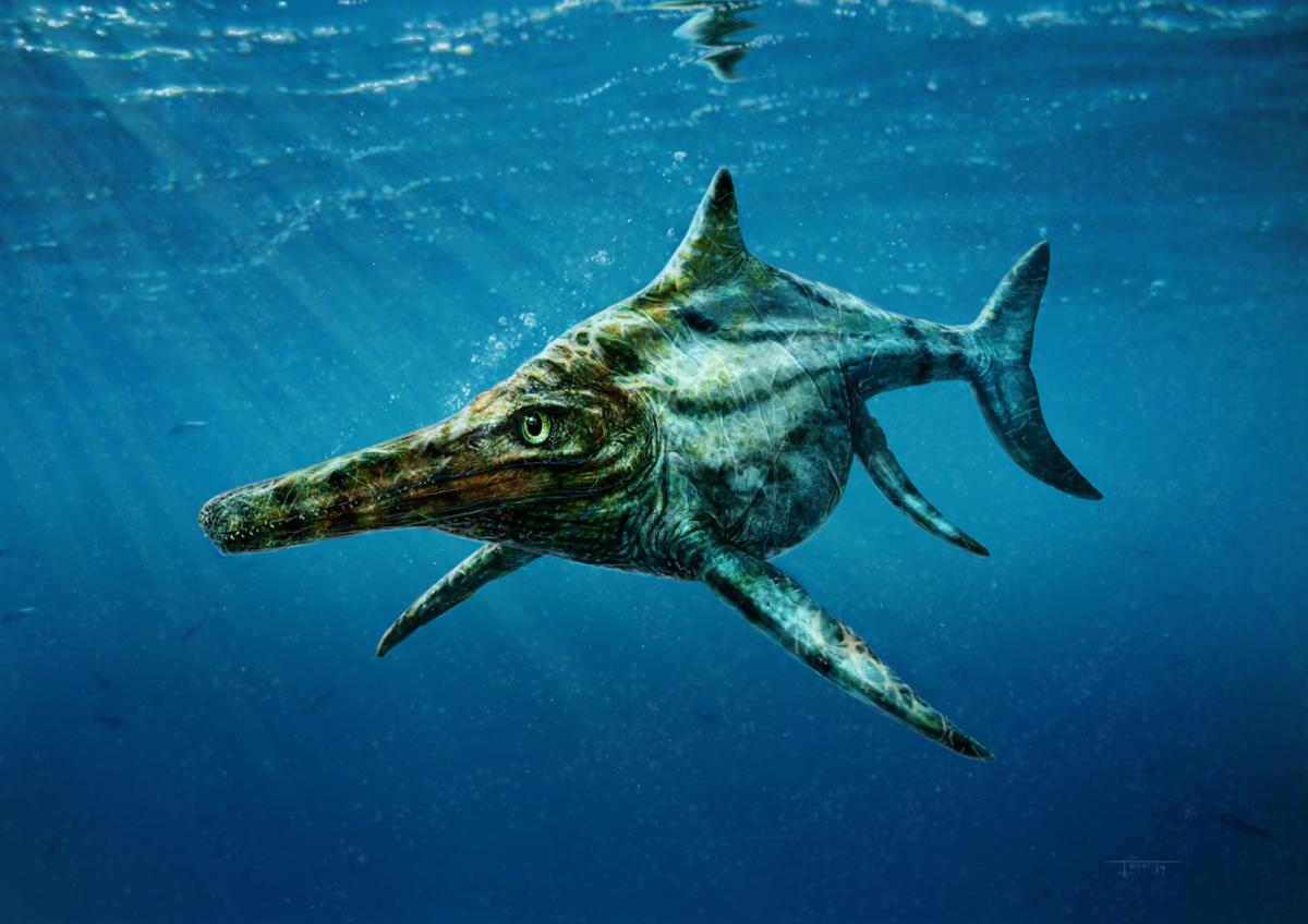 Skye Ichthyosaur. Picture: Todd Marshall