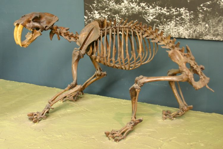 Smilodon californicus fossil at the National Museum of Natural History, Washington, D.C. Author: Ryan Somma
