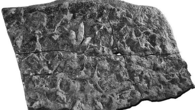 Some of the dinosaur footprints found in Skye. DR NEIL CLARK
