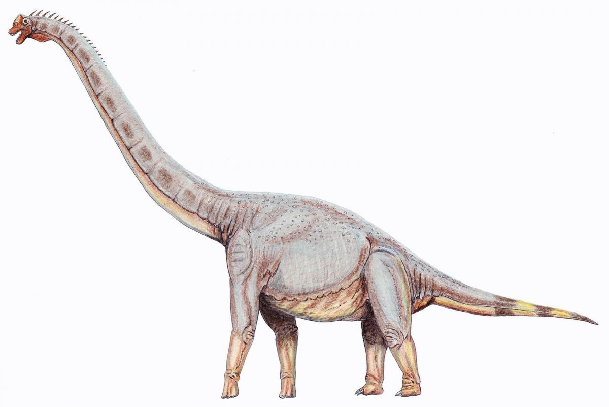 Sonorasaurus is a genus of brachiosaurid dinosaur from around 93 million to 112 million years ago. It was a herbivorous sauropod whose fossils have been found in southern Arizona in the United States. Its name, which means “Sonora lizard,” comes from the Sonoran Desert where its fossils were first found. It is estimated to have been about 49 feet long and 27 feet tall, about one-third of the size of Brachiosaurus.  Wikipedia