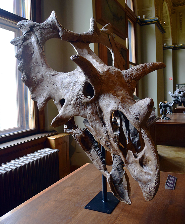 Spiclypeus_Vienna_Natural_History_Museum