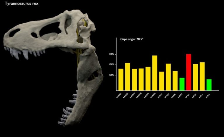 T. rex had a huge jaw gape, study shows