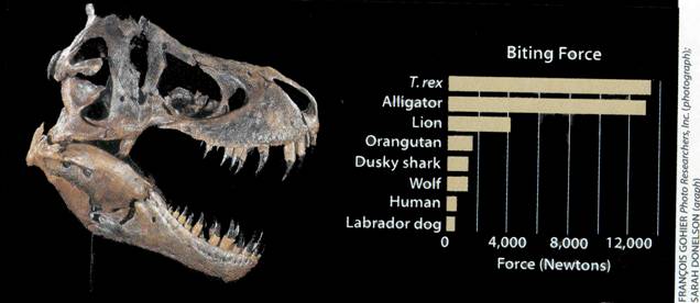 T. rex may have behaved similarly, as an opportunist, which didn’t turn down a free meal but also wasn’t scared to hunt down its own.
