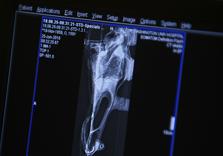 The CT scan images of the dinosaur skull fossil are seen on a computer screen at George Washington University Hospital. (Astrid Riecken)