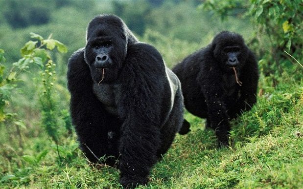 The ancestors of gorillas were the first mammals to become diurnal, which is why their eyesight is so good