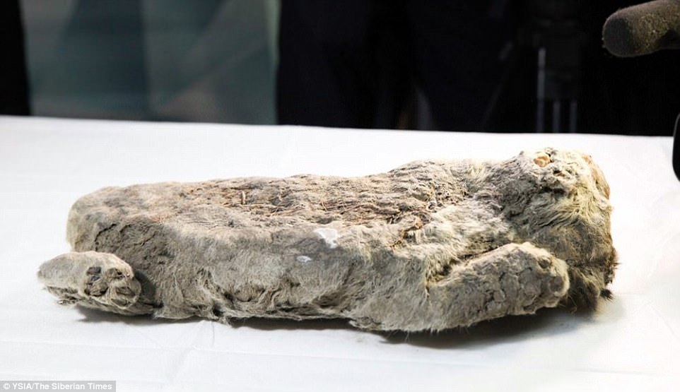 The extraordinary find - which raises hopes of cloning the long-gone species back to life - was unveiled today in Yakutsk, capital of Russia's largest and coldest region, the Sakha Republic