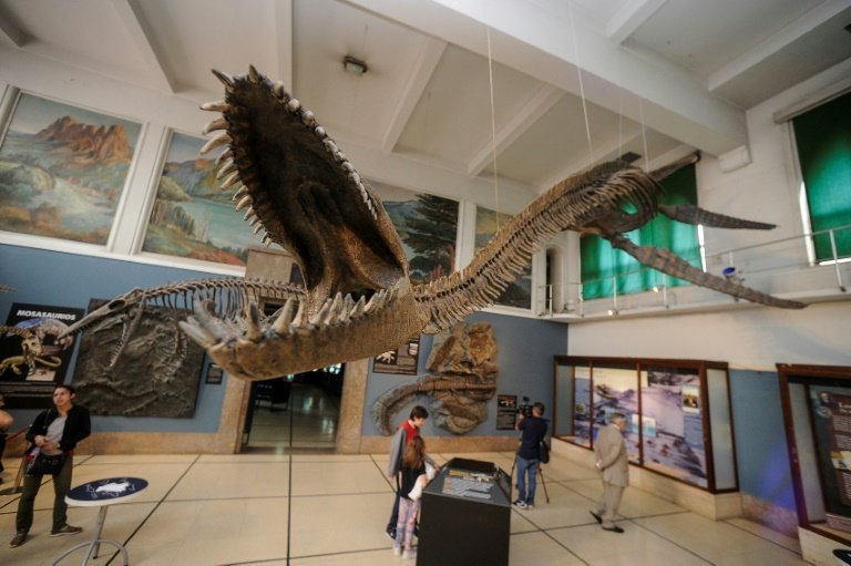 The fossil was found in Cretaceous period rocks close to the southern town of El Calafate