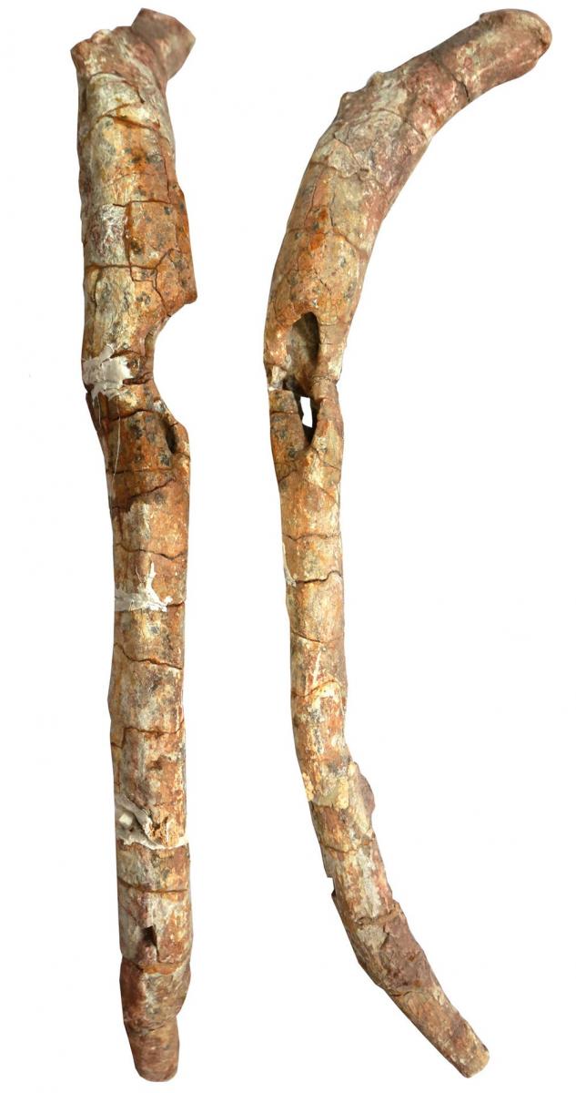 The pathological rib of Lufengosaurus, showing the removal of a large area of bone. Lida Xing