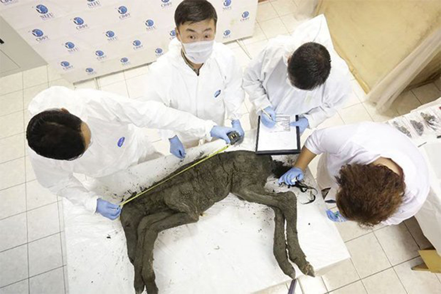 CLONE: The perfectly-preserved body was found in the Batagai depression in Yakutia (Pic: The Siberian Times)