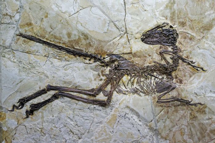 The preserved skeleton of Zhenyuanlong suni discovered in north-eastern China. (University of Edinburgh: Junchang Lü)