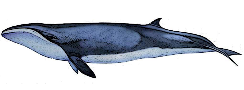 The pygmy right whale (Caperea marginata). Credit: Wikipedia.