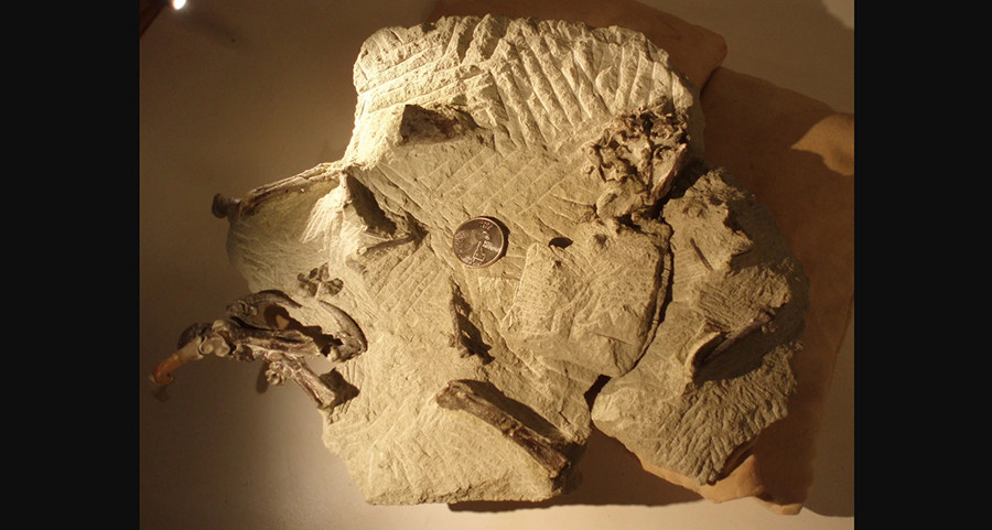 The rocky chunk holding the fragile fossilized bones of the ancient owl, next to a quarter for size comparison. Credit John Alexander