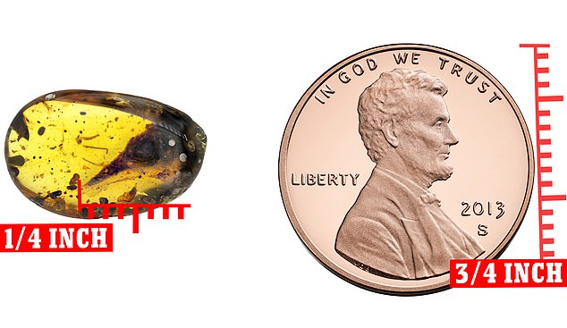 The specimen frozen in amber is three time smaller than that of a penny
