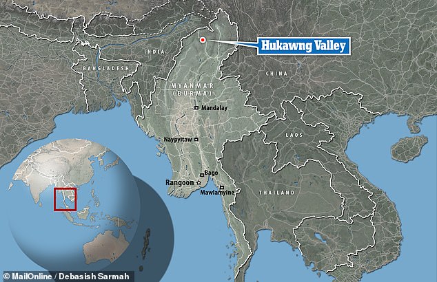 The stunning discovery adds to the remarkable collection of Cretaceous-period fossils recovered from the amber deposits in northern Myanmar's Hukawng Valley