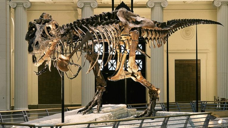 The world’s biggest version of the world’s most famous dinosaur: ‘Sue’, the T.rex