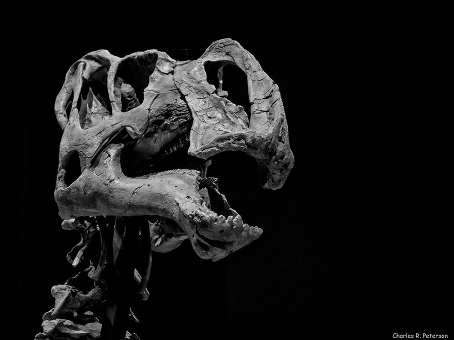 This ‘duck-billed’ dinosaur’s Latin name is Grypsosaurus monumentensis, in honor of its discovery at the Grand Staircase-Escalante National Monument.  Charles R. Peterson, CC BY-NC-ND