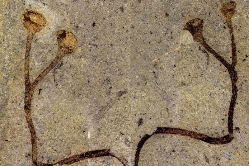 This fossil Cooksonia barrandei is 432 million years ago National Museum, Prague, Czech Republic