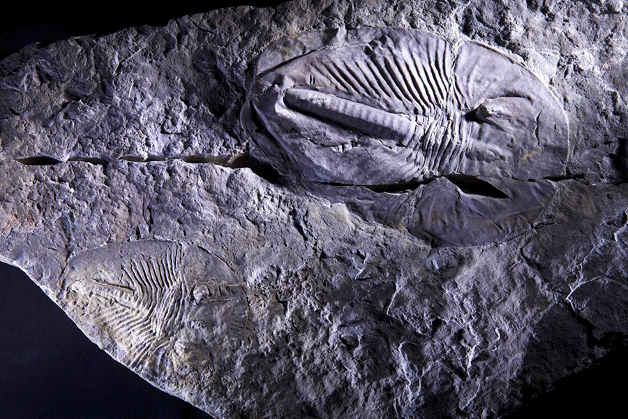 This is a fossilized trilobite Aldonaia from the Cambrian Period. CREDIT: Andrey Zhuravlev, Lomonosov Moscow State University