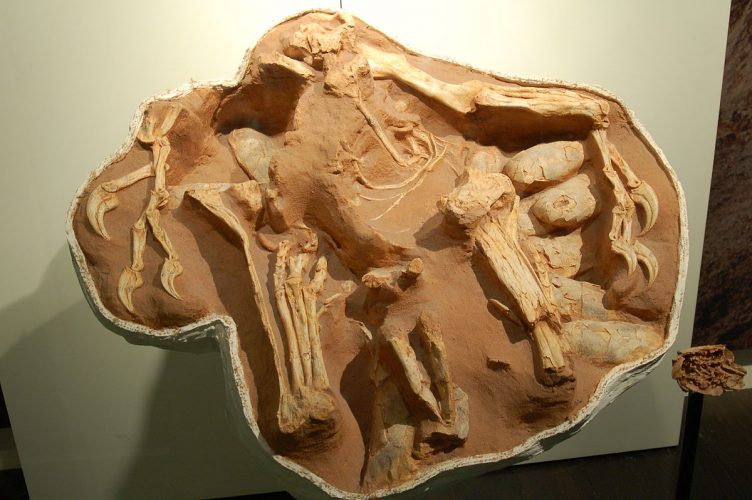 This oviraptorid dinosaur, Citipati osmolskae, may have been protecting a nest of eggs.
