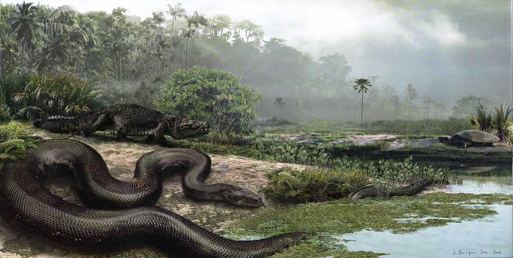 Titanoboa, a Paleogene Period 40-Foot Long Snake
