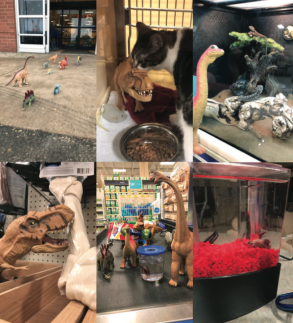 Five-year-old Kessler Burdt, a kindergartner at Altoona Elementary School, is wild about dinosaurs. So much so that upon meeting him with his new Mohawk haircut for summer, one could almost see him take on the persona of a dinosaur, curling up his forelimbs and making piercing, screeching sounds.  Kessler has a herd of dinosaurs. He rolls their scientific names off the tip of his tongue as if they were everyday words for someone entering the first grade. There’s an Apatosaurus, a Brachiosaurus, a Diplodocus, two Stegosauruses, a Styracosaurus, and a Triceratops. The leader of the pack is a Tyrannosaurus Rex named Jeffrey, the only dinosaur Kessler has named. Jeffrey has a habit of getting into mischief, in particular with food. Jeffrey loves to eat anything from candy at Halloween to cookies at Christmas to bunny and chick PEEPS of all colors at Easter.    Just as some families have “Elf of the Shelf” in December, the Burdt family has “Dinovember.” “That’s when my dinosaurs come alive at night when I’m sleeping,” shared Kessler. They move around to different locations in the house. When he wakes up, he has to find them in the most unusual places outside of his bedroom where they reside most of the time.  This past November was tough for Kessler. On the same day, not only did his Uncle Scott pass away from colon cancer but he also lost his one and only betta fish, Mosasaurus. Kessler didn’t find out about his fish until about a week later. During this time, his herd of dinosaurs could hear Kessler’s muffled whimpers as he cried himself to sleep, sometimes about his Uncle Scott, and other times about Mosasaurus.   Kessler was sad about both losses. So by early December, the dinosaurs decided they had to do something. Jeffrey the T-Rex corralled the dinosaur herd, as well as Rudolph the Red-Nosed Reindeer, and off they went to PetSmart to find Kessler a new finned friend. Of course, the dinosaurs got into some trouble while they were there. What they didn’t know is that their actions were being photographically documented every single step of the way.  The next morning when Kessler woke up, there was a note from the dinosaurs next to a water-filled container with his new fish. He promptly named it Night Shadow.   The Burdts are huge fans of the Star Wars movies. So as Kessler cared for his new fish, he felt at peace, knowing that his Uncle Scott and Mosasaurus were together: Although their physical bodies were gone, like Jedi masters, both were now “one with the Force.”