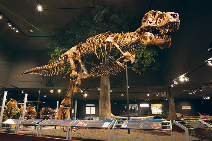 Tyrant Kings at Museum of the Rockies, Bozeman