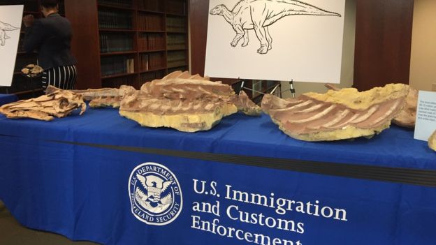 US Immigration and Customs Enforcement has seized $44m worth of dinosaur fossils over the last five years. BOLORTSETSEG MINJIN