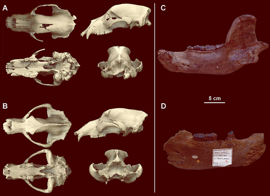 (A) a subadult male cranium of Ursus deningeri from Sima de los Huesos, Spain, in different views compared to (B) an adult male cranium of Ursus spelaeus; (C, D) mandibles of Ursus deningeri. Image credit: van Heteren et al, doi: 10.1080/08912963.2018.1487965.