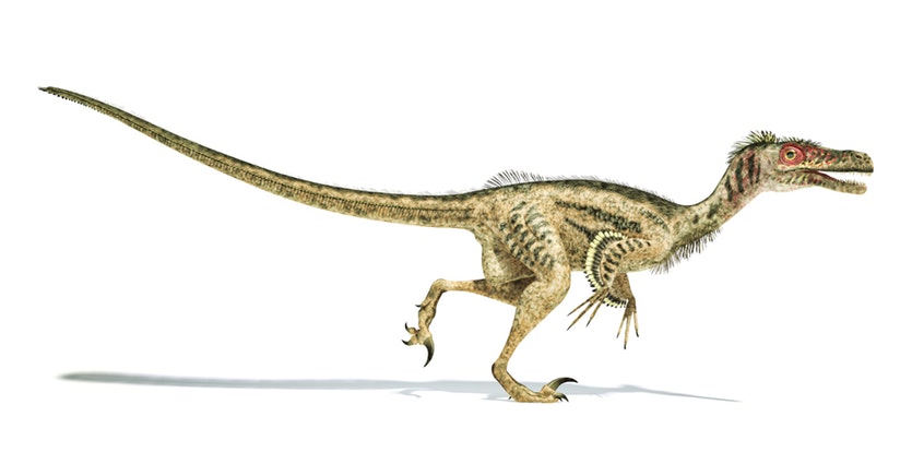 Velociraptor. Not the Spielberg version: correctly drawn with feathers. CREDIT: 02 LEONELLO / GETTY IMAGES