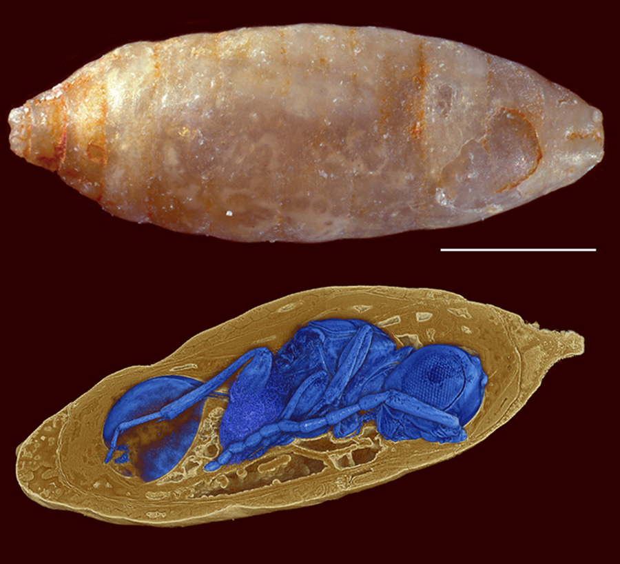 Host ﬂy puparium and a parasitoid wasp inside host. Scale bar – 1 mm. Image credit: van de Kamp et al, doi: 10.1038/s41467-018-05654-y.