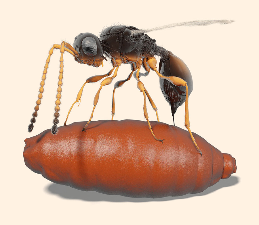 Illustration of a female Xenomorphia resurrecta ovipositing into a puparium. Image credit: van de Kamp et al, doi: 10.1038/s41467-018-05654-y.