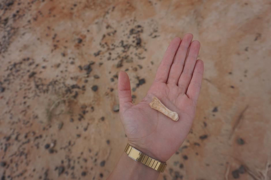 The author holding a bone found in the Ömnögovi province. KESHIA NAURANA BADALGE