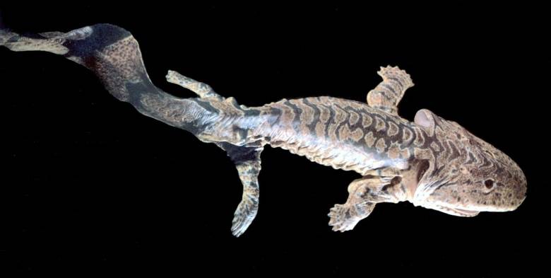 Fish fossils found at Blue Beach, N.S., can help fill in evolutionary gaps between fish and four-legged creatures, such as this early tetropod which was fish-like, with tail fins, gills and up to eight fingers. (Richard Hammond)