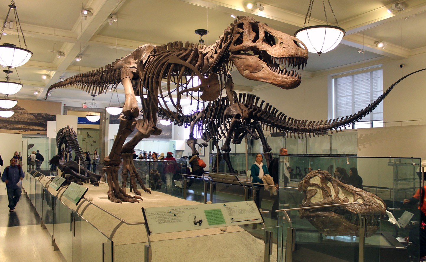 American Museum of Natural History - The Best?