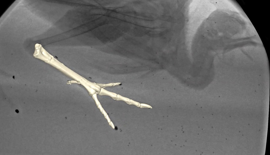 Using sophisticated X-ray-based technology, a team of Brown University researchers tracked the movements of guineafowl to investigate how their feet move below ground through various substrates and what those findings could mean for understanding fossil records left behind by dinosaurs. Credit: Brown University