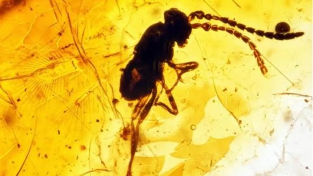 A 65 million year old wasp also found this year in Saskatchewan, Looking very closely you can even see the delicate wings. (Gov. Saskatchewan)