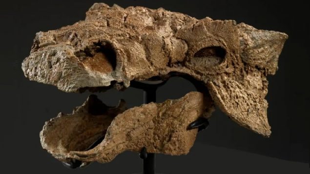 The ancient skull of “Zuul”. The ROM”s ankylosaur when revealed in December, will be one of the world’s best preserved examples of anklyosaur. (Brian Boyle-ROM)