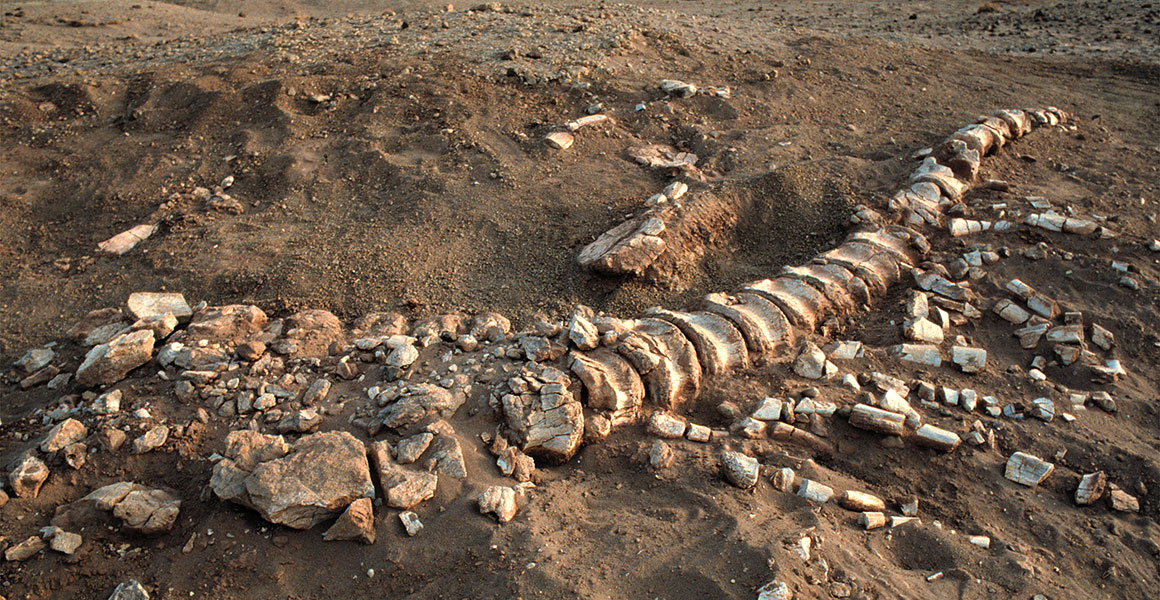 The tail of a sauropod dinosaur found in the Sahara Desert in Niger. These bones were discovered on a joint expedition by the Museum and Kingston Polytechnic (now Kingston University) from 1987 to 1988.