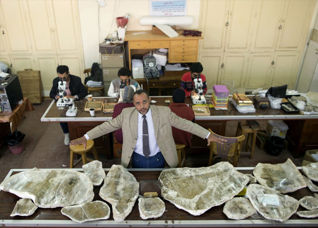 Hesham Sallam, head of Mansoura university's Center for Vertebrate Paleontology, displays bones of a Cretaceous period dinosaur in Mansoura, Egypt. The new species of long-necked herbivore is around the size of a city bus and could be just the tip of the iceberg of other finds.  (AMR NABIL / THE ASSOCIATED PRESS)